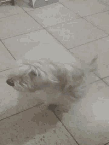 Rufino Tamayo Puppy GIF - Rufino Tamayo Puppy Dog GIFs