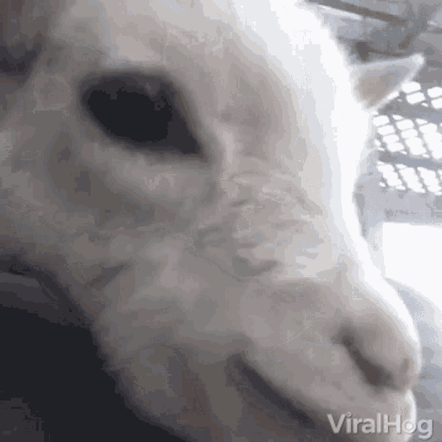 Goat Chew GIF - Goat Chew Chewing GIFs