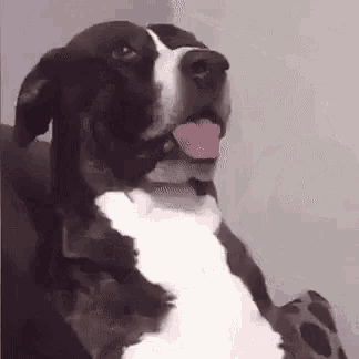 a black and white dog with its tongue hanging out is sitting on a couch .