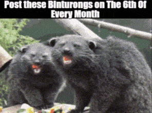 a picture of two otters with a caption that says post these linturongs on the 6th of every month