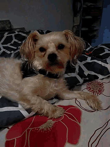 a small dog is laying on its back on a bed with a floral blanket