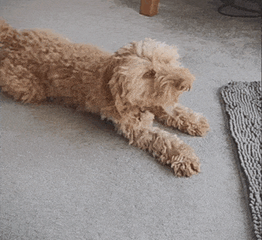 a dog is laying on its back on a carpet