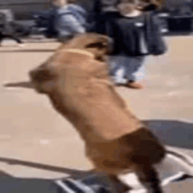 a dog is standing on its hind legs on the ground .