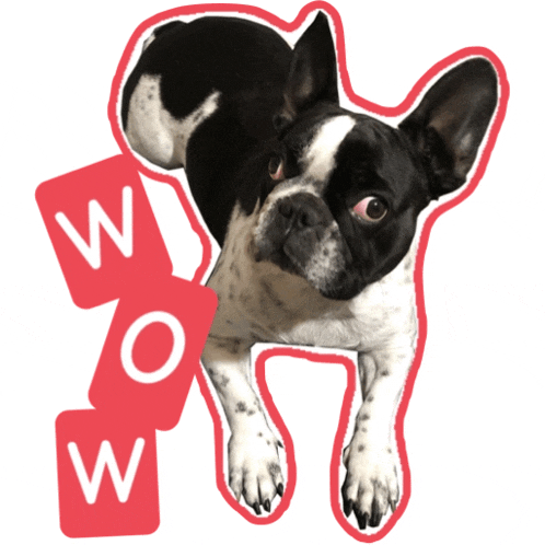 a black and white dog is surrounded by red blocks that say wow