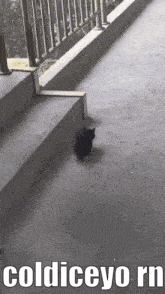a black cat is walking down a set of stairs with the words coldiceyo rn below it .