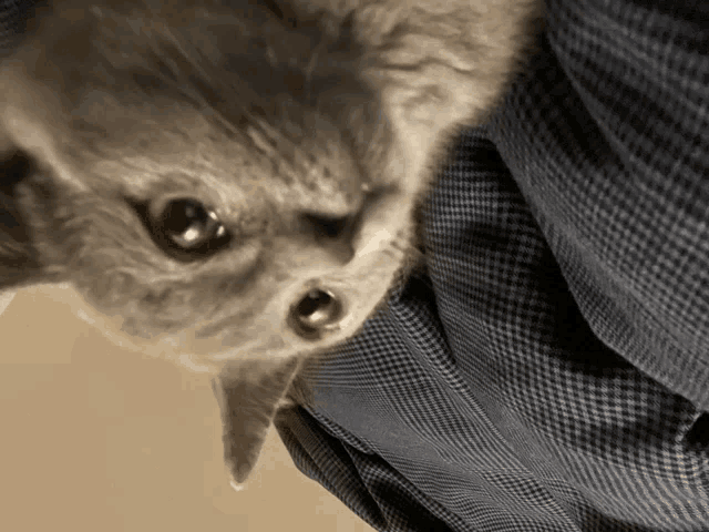 a kitten is laying on a person 's lap and looking up at the camera