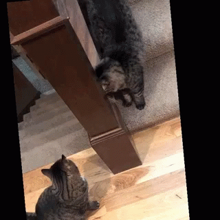 Cats Rejected GIF - Cats Rejected Love GIFs