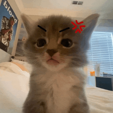 a kitten with an angry look on its face is sitting on a bed in front of a blond poster