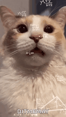 a cat is sitting in front of a blackboard with mathematical equations on it 's face .