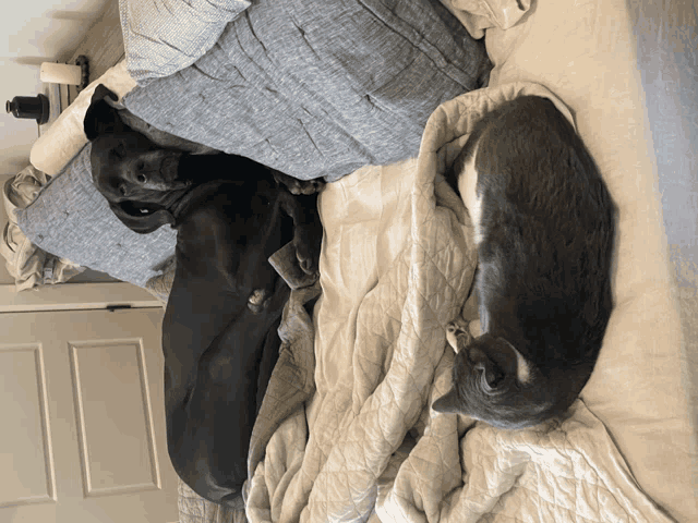 two dogs and a cat are laying on a bed