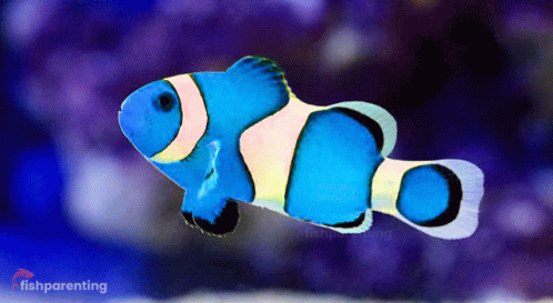 a blue and white clown fish is swimming in a tank with a fish parenting logo in the background