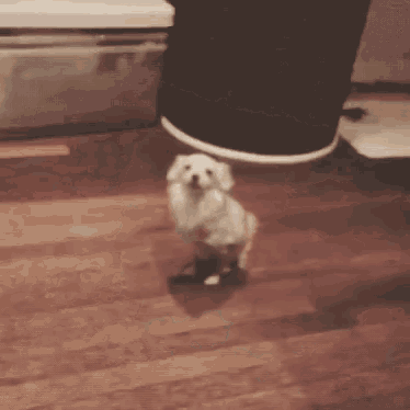 a small white dog standing on its hind legs on a wooden floor