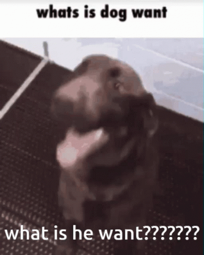 Dog Funny GIF - Dog Funny What Is Dog Want GIFs