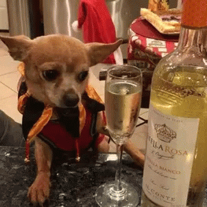 Funny Animals Ive Had Enough GIF - Funny Animals Ive Had Enough Wine GIFs