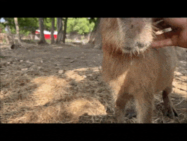 Capybara Capybara Meme GIF - Capybara Capybara Meme Cute GIFs