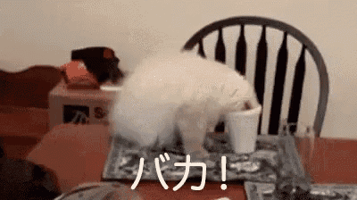 a small white dog is sitting on a table next to a chair and a cup .