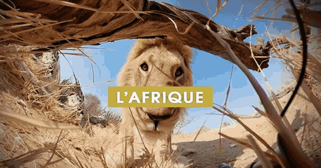 a picture of a lion with the words l' afrique written above it
