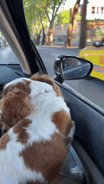 a brown and white dog in a car looking out the window
