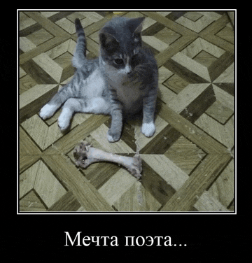 a cat laying on the floor next to a broken bone