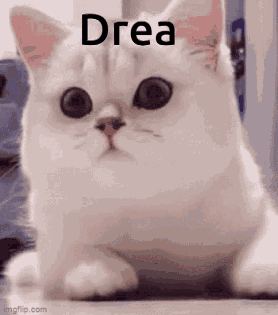 a white cat with the word drea on its head