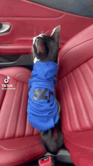 a black and white cat wearing a blue hoodie is sitting in the back seat of a red car .