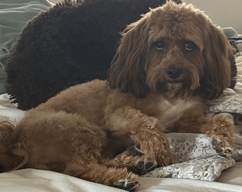 a small brown dog laying on a bed with a pillow in the background