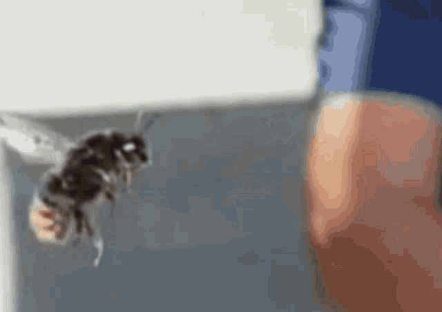 Insect Slow Motion GIF - Insect Slow Motion Fly GIFs