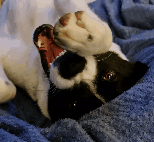 a black and white dog with its mouth open laying on a blue blanket
