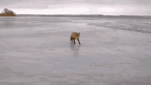 a fox walks across a frozen lake