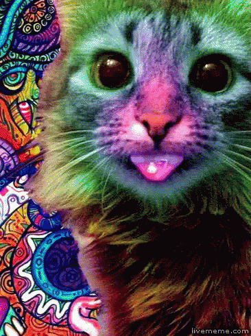 Cat Trippy GIF - Cat Trippy Acid GIFs