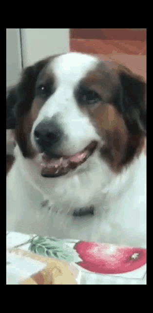 a brown and white dog sitting on a table with its tongue hanging out