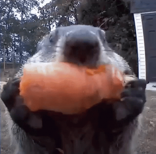 Gopher Groundhod GIF - Gopher Groundhod Groundhog Eating GIFs