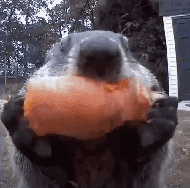 a close up of a ground squirrel holding a piece of carrot in its mouth .