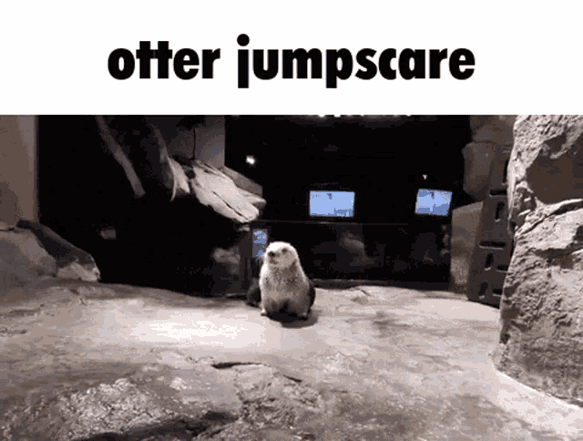 otter jumpscare is written above a picture of an otter on a rock