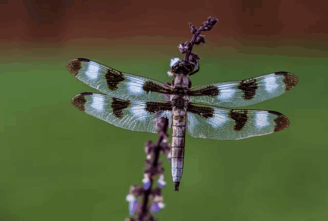 a dragonfly is perched on a purple flower with a green background