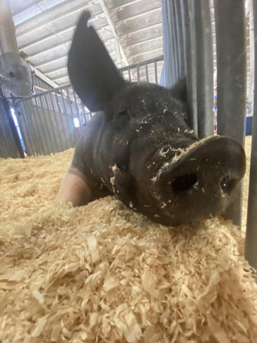 Pig Piggy GIF - Pig Piggy GIFs