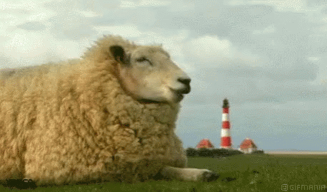 Sheep Chillin GIF - Sheep Chillin Chewing GIFs