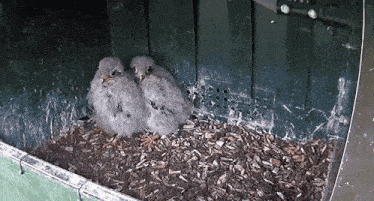 two baby birds are sitting in a nest with a green background
