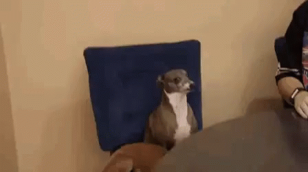 Come At Me Dogs GIF - Come At Me Dogs Meeting GIFs