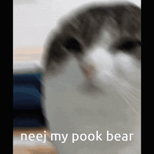 Pook Bear Cat GIF - Pook Bear Cat GIFs