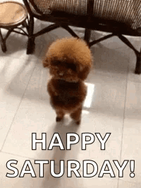 Dancingdog Cutepuppy GIF