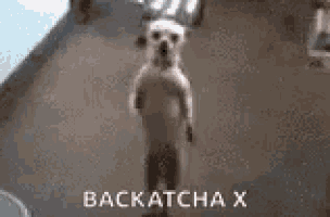 a small dog standing on its hind legs with the words backatcha x below it .