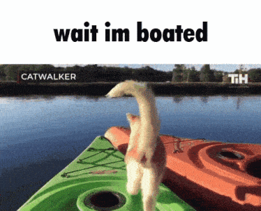 a cat is standing on a green kayak with the words wait im boated above it
