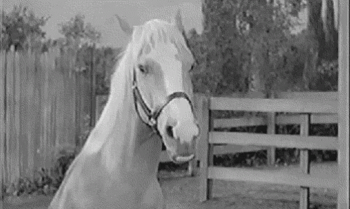 Horse Neigh GIF - Horse Neigh GIFs