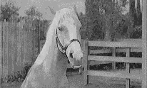 a black and white photo of a white horse standing next to a fence .