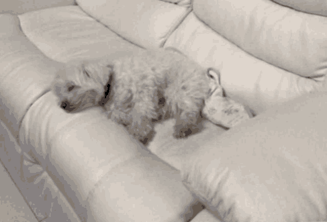 a small white dog laying on top of a white couch