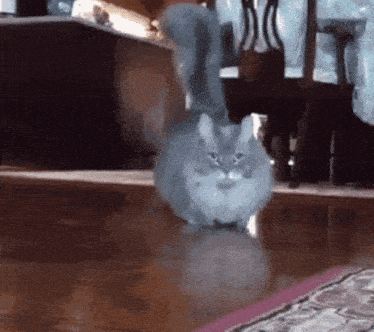 a cat is standing on a wooden floor in front of a table and chairs