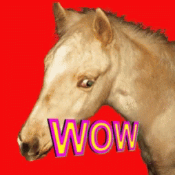Horse Wow GIF - Horse Wow GIFs