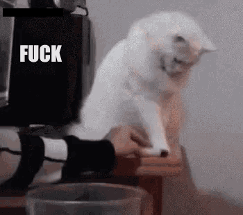 a white cat is sitting on top of a wooden table next to a bucket .
