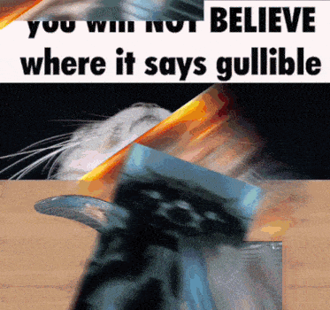a picture of a cat with the words " you will not believe where it says gullible " below it